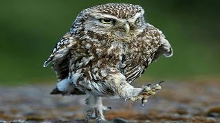 Owl - A Funny Owls And Cute Owls  😱 😱 😱