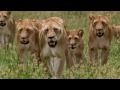 Official Trailer | Savage Kingdom | National Geographic UK