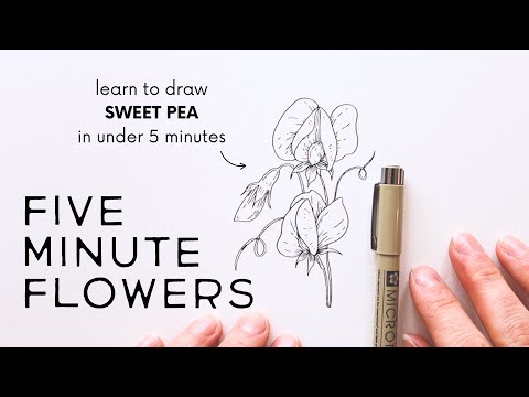 Five Minute Flowers: SWEET PEA ✿ How to draw flowers quickly with ink!