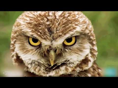 Artenlos - Der Song über das Artensterben | extra 3