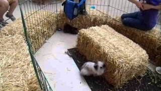 preview picture of video 'Coopersville Farm Museum - kitten and bunnies'
