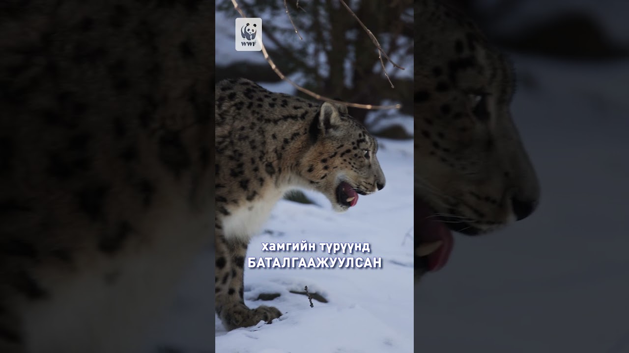 Ирвэсийн судалгааг хийж чадсан анхны улс