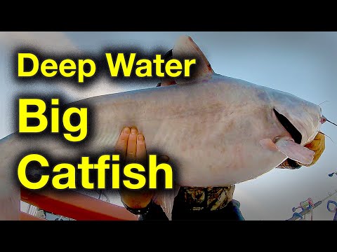 Big Catfish in Deep Water