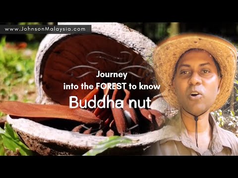 download lagu mp3 mp4 Buddha Nut, download lagu Buddha Nut gratis, unduh video klip Buddha Nut