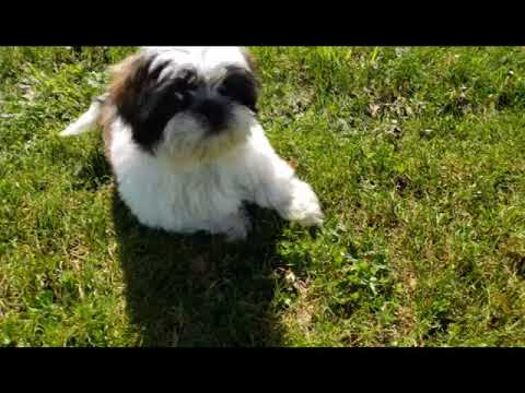 Marshall the Incredible Shih Tzu puppy