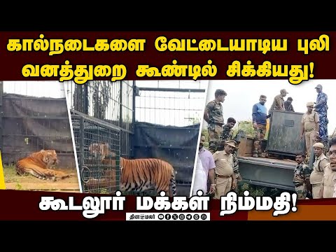 ராட்சத கூண்டு வைத்து புலியை பிடித்த வனத்துறை Tiger Rescue | Forest Department | Nilgris