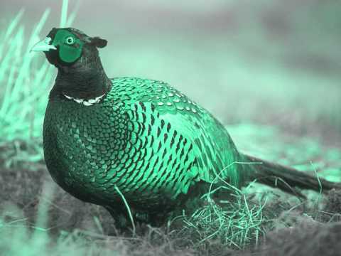 Einmusik - Pheasant