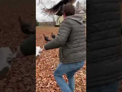 When Turkeys Take Over the Farm! Chaos Ensues Watch the Feathered Frenzy #farmfun #wildlife #turkeys