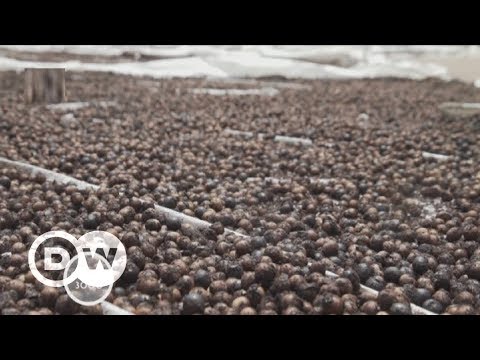 Acai - Brazil’s super berry | DW English