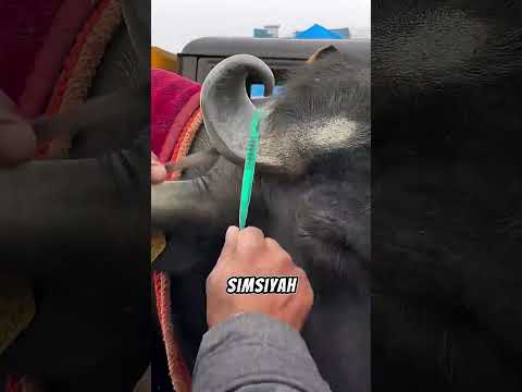 Tıraş Edilən Bufalonun Qiyməti İkiyə Qatlandı! 😲