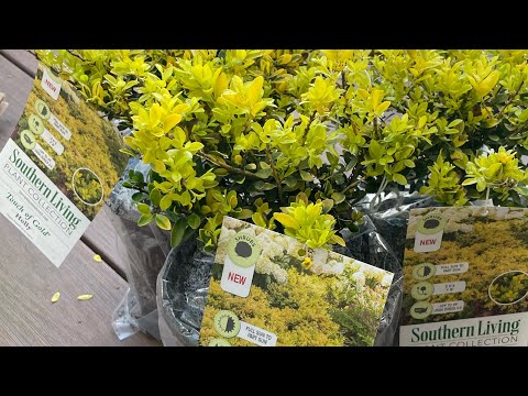 Unboxing - Touch of Gold Hollies