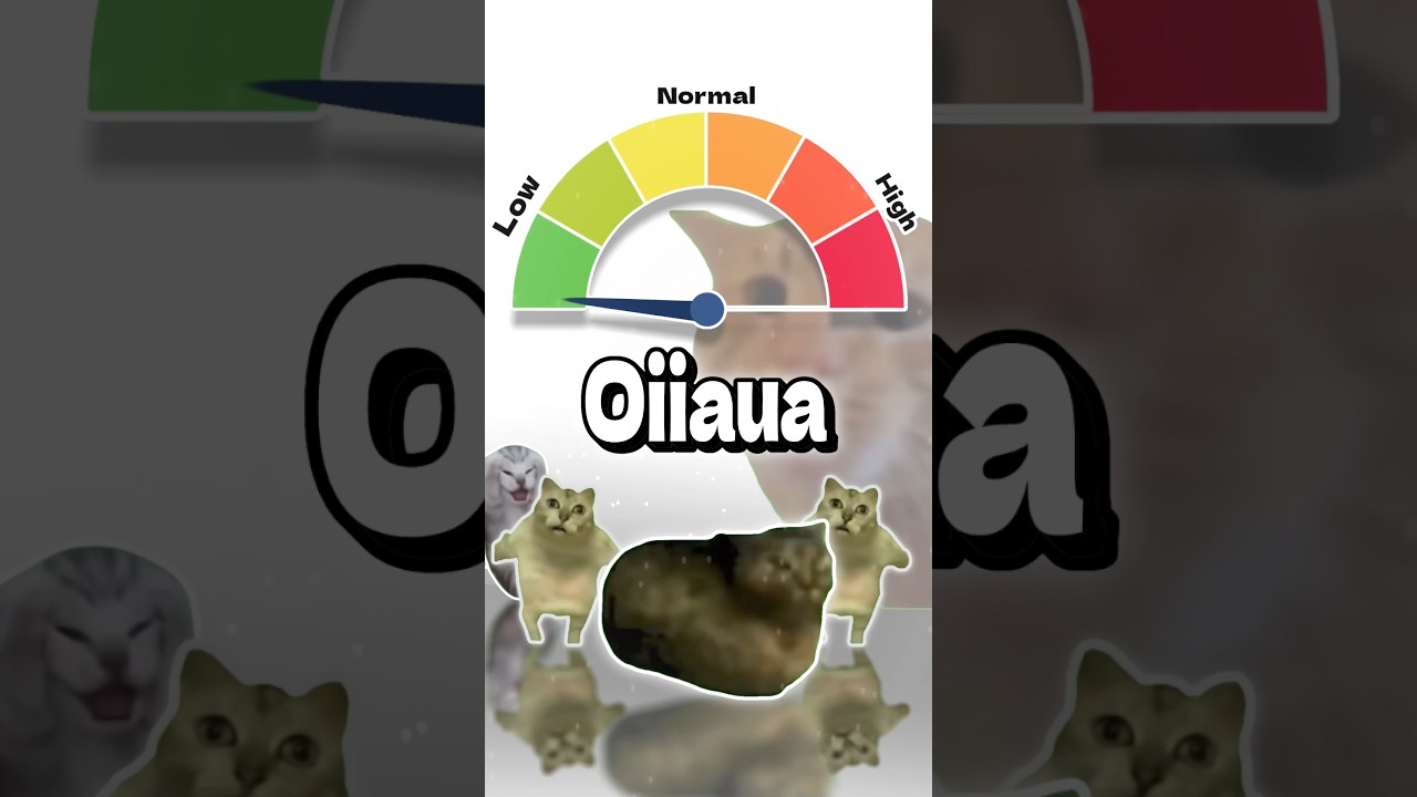 Low cortisol cat memes!