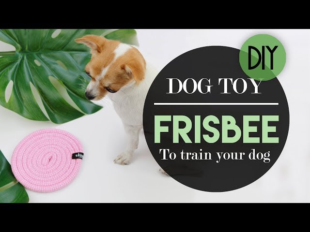 Pet-iks lang: Easy DIY pet toys you can make at home