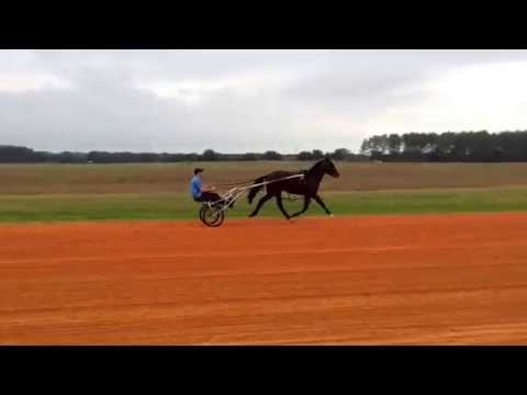 LEGERE (ShadyShark Hanover)