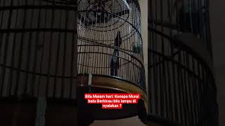 Download lagu Bila Malam hari: Kenapa Murai batu Berkicau bila lampu di nyalakan ? #burung #kicaumania #murai mp3