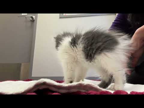 Rayne the kitten practices handling exercises for cooperative care training