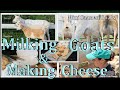 Making Goat Cheese Milking Goats Goat Goatcheese Cheese Milkgoats Farming Animals Kids