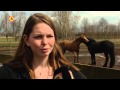 Pony verkracht in weiland bij Boxtel