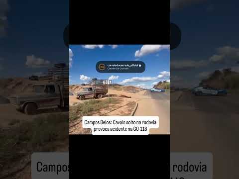 Campos Belos: Cavalo solto na rodovia provoca acidente na GO-118