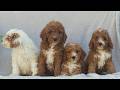 Mini Goldendoodle dogs for sale: Clara  - Video 1