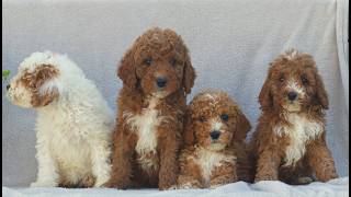 Video preview image #1 Goldendoodle (Miniature) Puppy For Sale in EPHRATA, PA, USA
