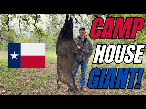 INSANE Hog Hunt - MASSIVE Boar From The Camp House!