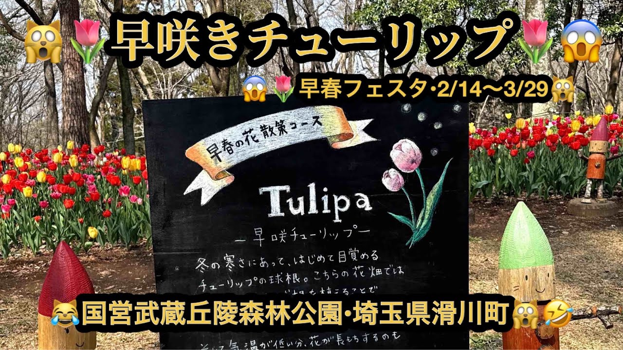 【プレミア】【４ｋ】🙀🌷早咲きチューリップ・クリスマスローズ😱国営武蔵丘陵森林公園)😆埼玉県滑川町😳(22m41s）🤣BGM:#riokazumiのピアノ語り