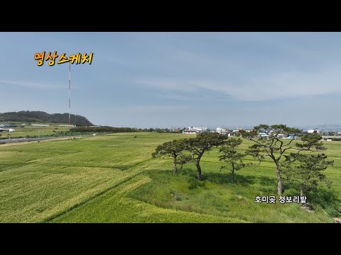 호미곶 청보리밭