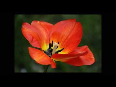 Flower photography by M.Kemal Aksel (part 1)