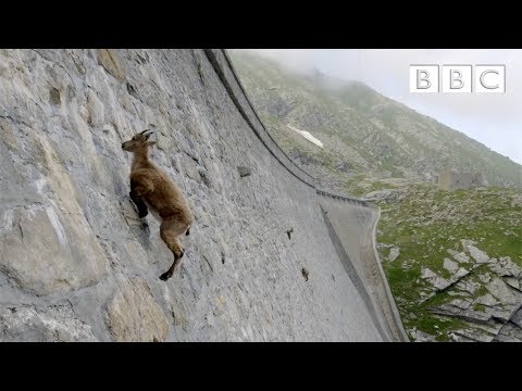 Kozorožec vzdoruje gravitaci a vyšplhá na přehradu