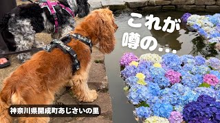 【お散歩スポット巡り#52】開成町あじさいの里　イングリッシュコッカースパニエル「みみ」 の気持ち