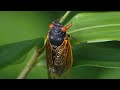 The 2024 Periodical Cicada Emergence