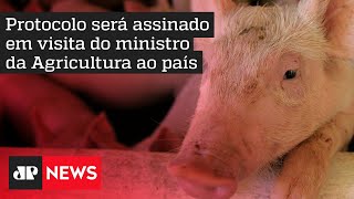 Hora H do Agro: República Dominicana abre mercado para suínos do Brasil