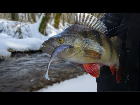 Iskolde aborrer og gedder fra åen