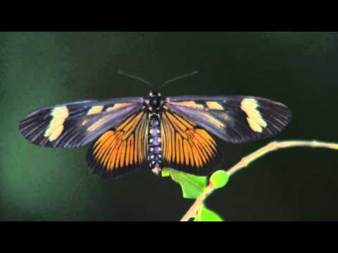 Encantamientos "MARIPOSA CARA DE GATO"