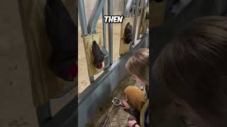 How Vets Castrate Bulls..! 😨 #shorts