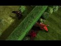 Over The Hedge But Only 5 Seconds A Day Day 801