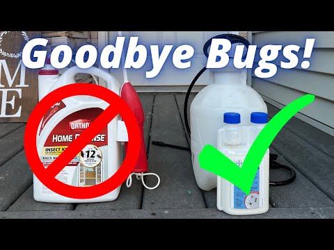 How to get rid of ants, spiders, and ladybugs in your home.