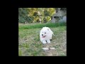 Samoyedo cachorro