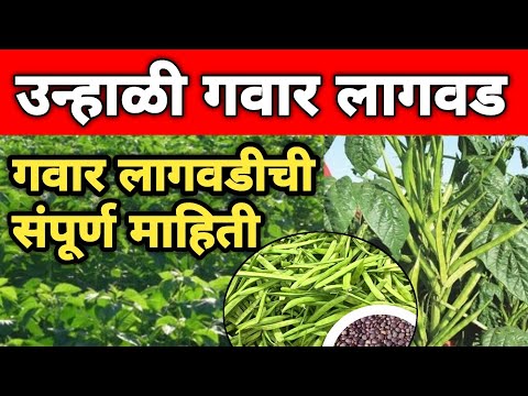 उन्हाळी गवार लागवड तंत्रज्ञान | Gavar Lagvad Mahiti | Cluster Bean Cultivation Technology