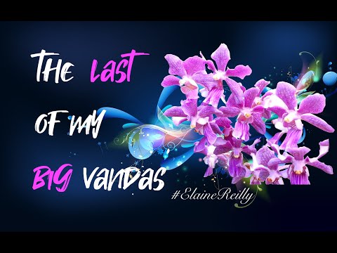 My BIG Vandas +2 | Roots in Trouble | Update #ninjaorchids