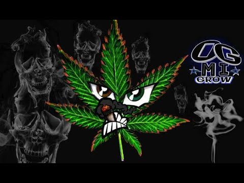 GIVEAWAY 4/20 420 💯💯💯💯💯💯💯💯💯💯 +BLOOM ROOM UPDATE #ORGANICS #LIVINGSOIL #COVERCROP #DRJIMZ