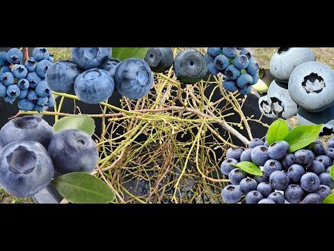 Borůvky: Líný způsob množení! 🫐 Jednoduché, ale ne moc účinné řízkování!