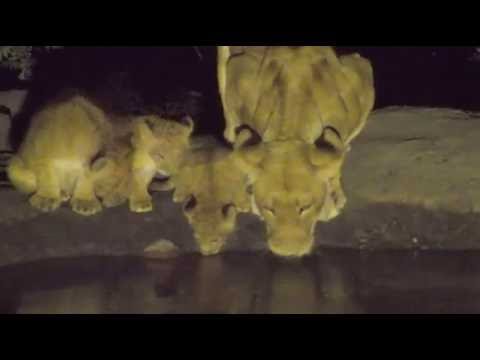 Safari Live Videos--August 25, 2016- 3:00 a.m Djuma Waterhole- Nkuhuma, Male And Cubs