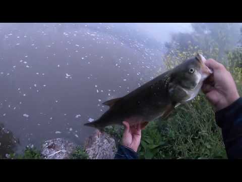 Nice ASP on weedless Keitech Easy Shiner SAVA RIVER