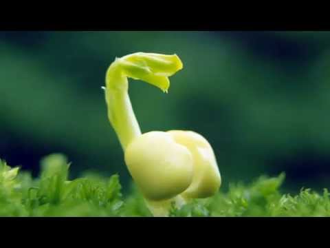 Decalogul lui Ernest Bernea