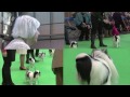 Chin - Japanese Chin - Best of Breed - Crufts 2014