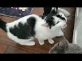 Cats WEEPING For Food Like They Re Starving