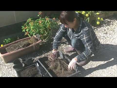 レモングラス 植物