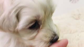 ハーフ犬の動画01